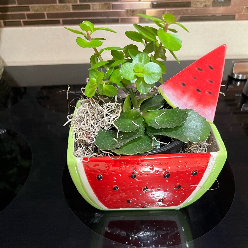 Watermelon Shaped Ceramic Planter w/Wooden Watermelon Stake Included.